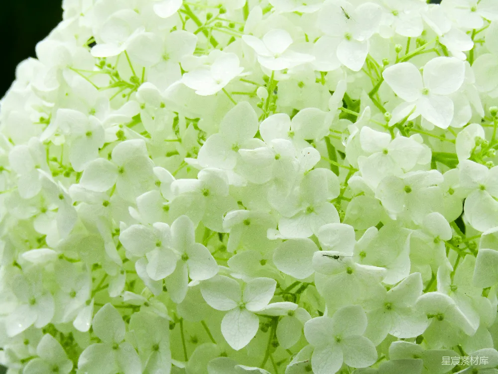 高清摄影 壁纸 绿色和白色花瓣