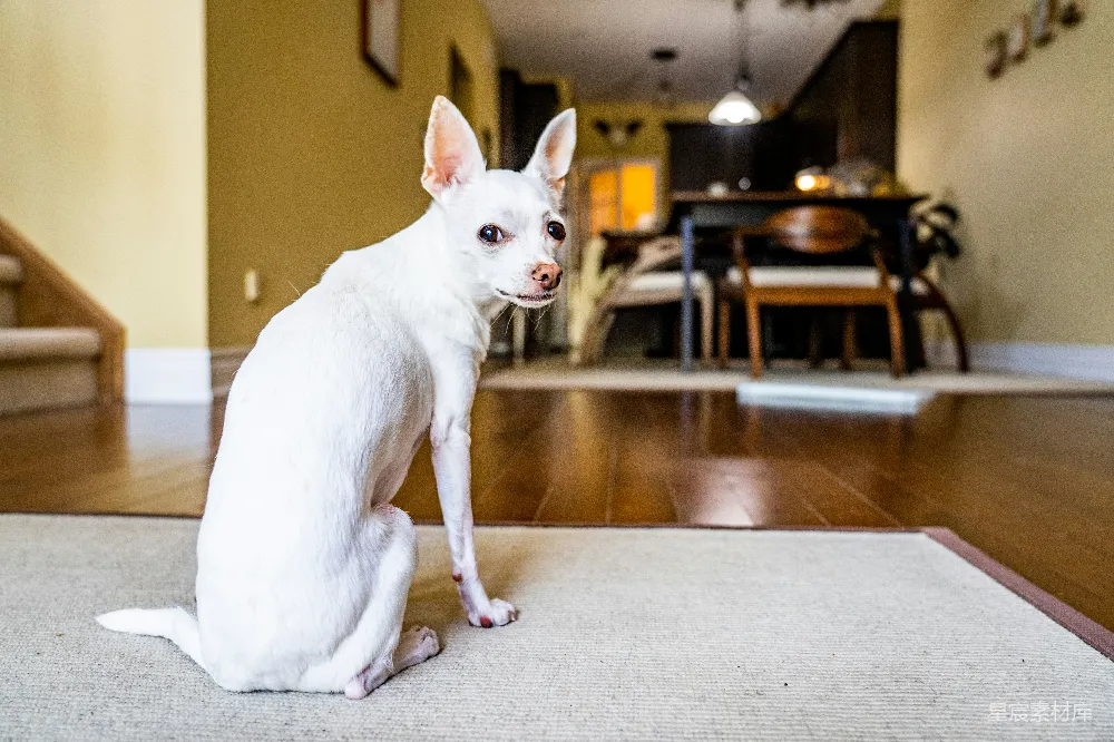 高清摄影  一只白色的吉娃娃犬躺在地板上。