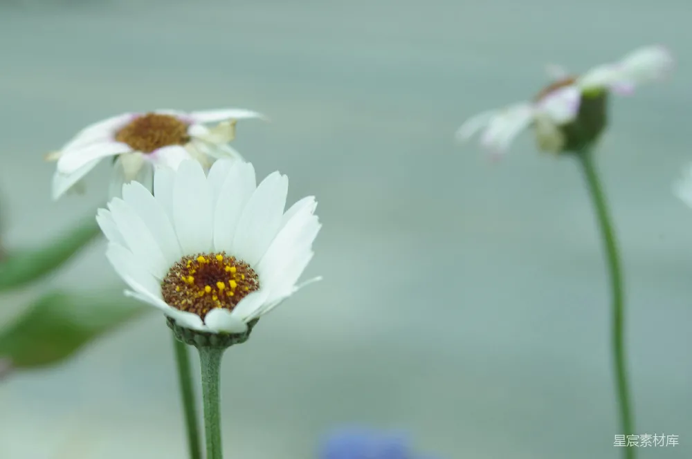 高清摄影  一朵花的特写，背景模糊不清。