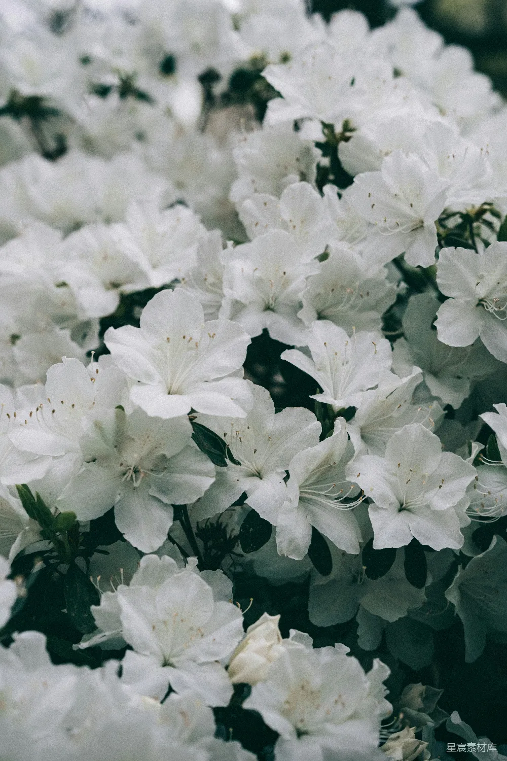 高清摄影  一簇盛开的白色花朵