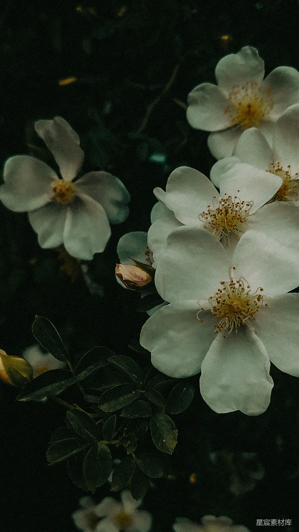 高清摄影  一群白色花朵和绿色叶子