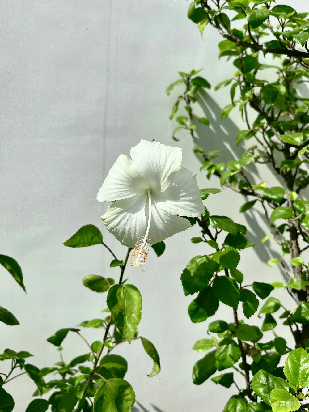 高清摄影  一株白花，绿叶，背景是白墙。