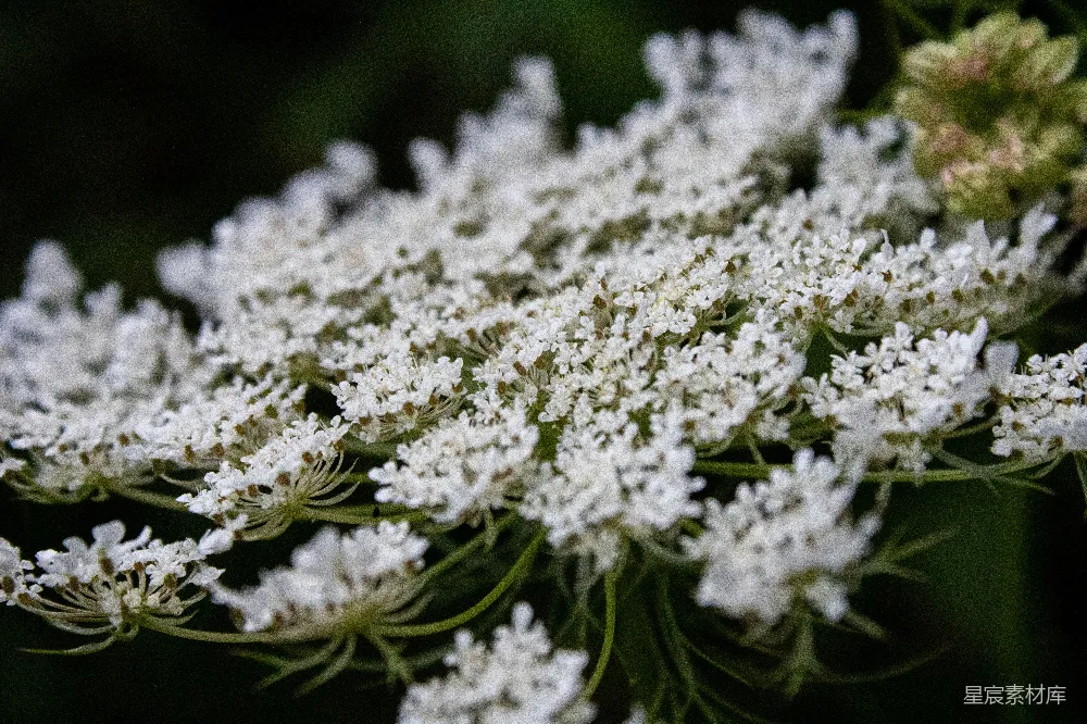 高清摄影 自然 一株植物上一朵白色的花的特写。