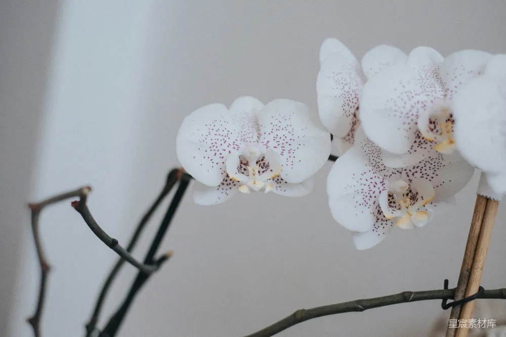 高清摄影  一枝白花的特写