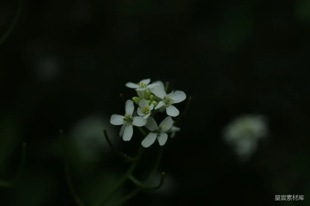 高清摄影 自然 一朵特写的白色小花。