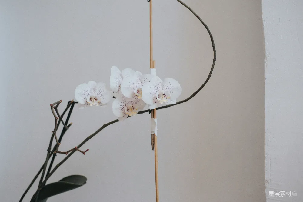 高清摄影  一个装有花朵的花瓶放在桌子上。