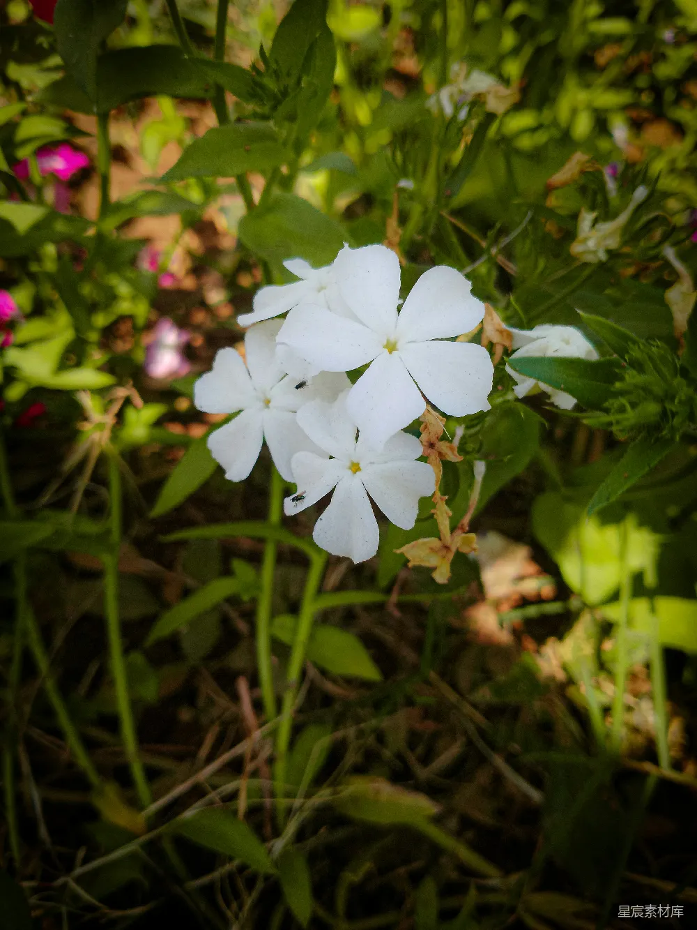 高清摄影  一簇白色的花在草地上。