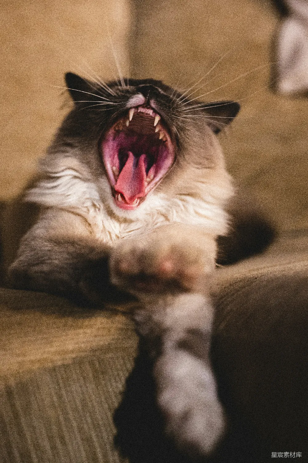 高清摄影  一只黑白相间的猫躺在棕色的布料上。