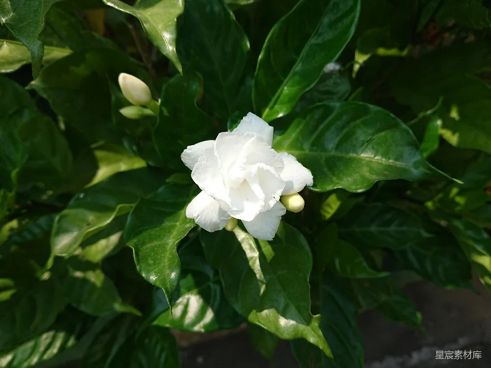 高清摄影 春天 一枝白花在茂盛的绿叶中绽放。