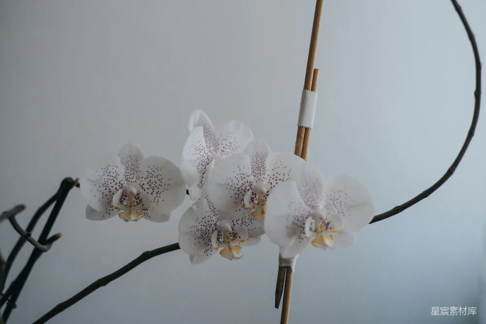 高清摄影  一株长长的白花在白墙前。