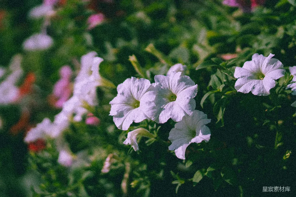 高清摄影  微移镜头中的白花