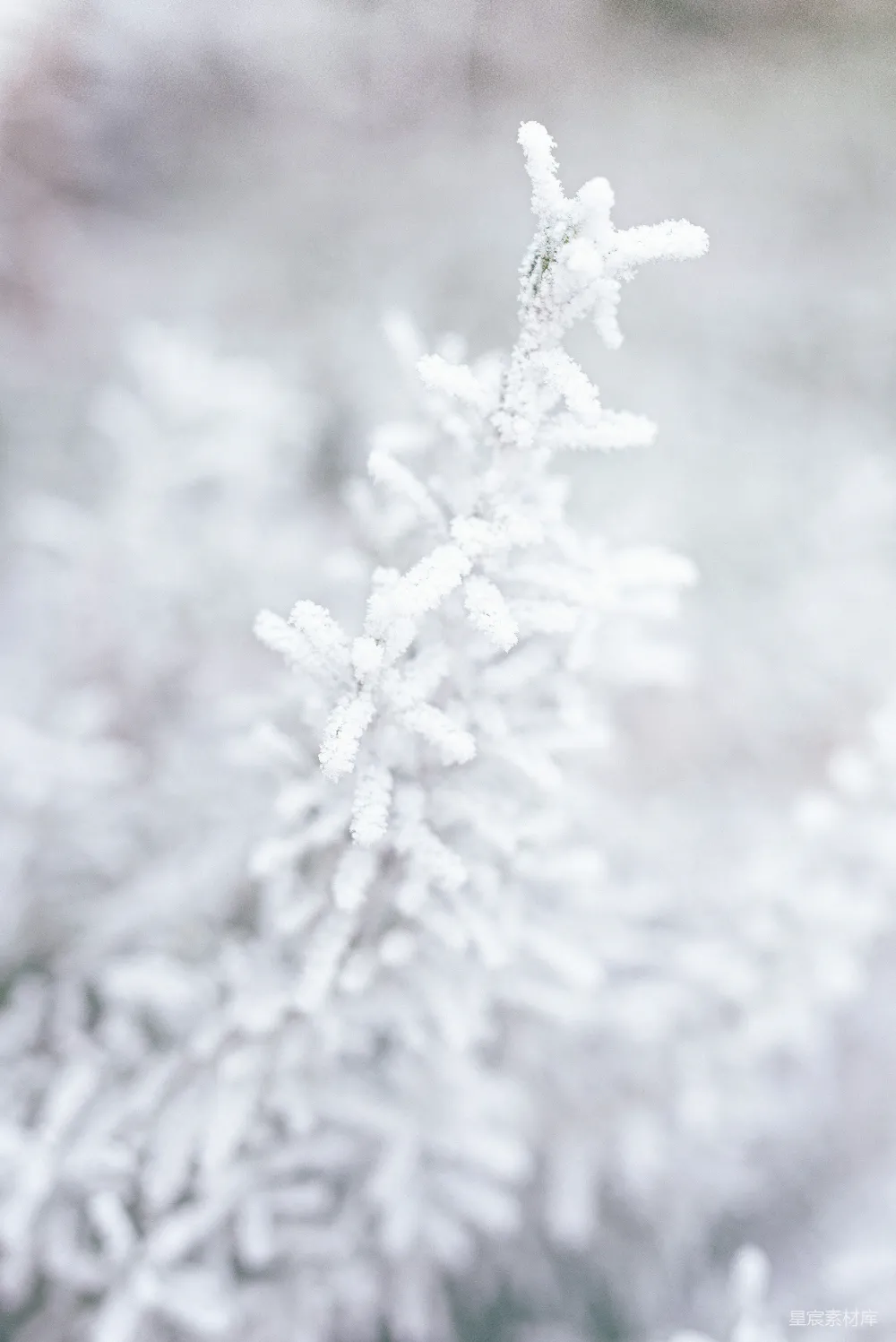 高清摄影 壁纸 自然 树枝上的白雪