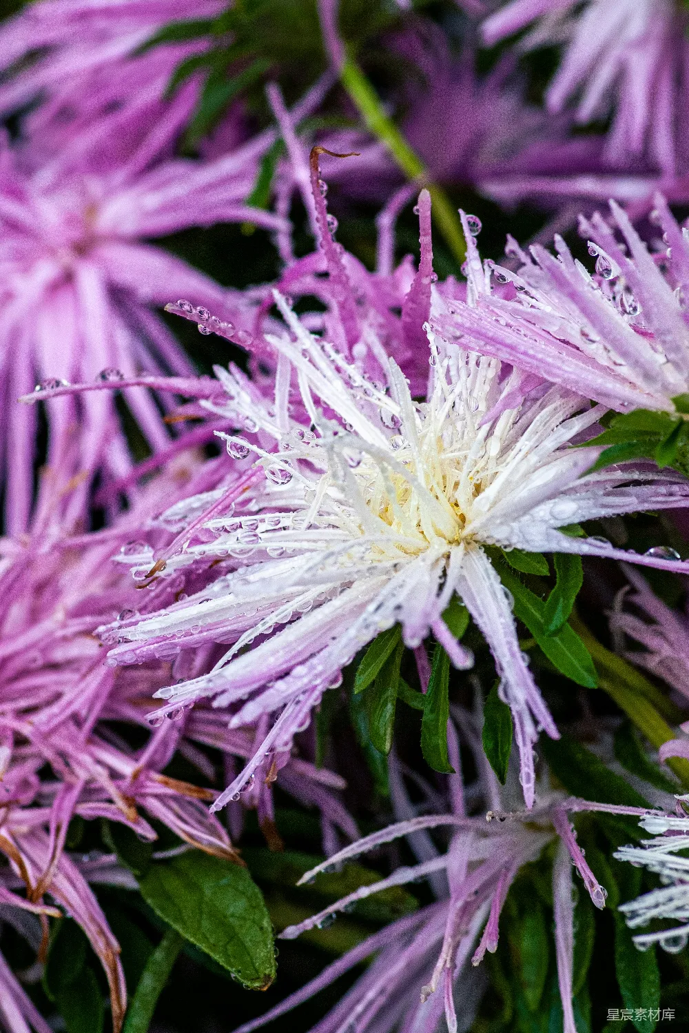 高清摄影  一束紫色花朵的特写