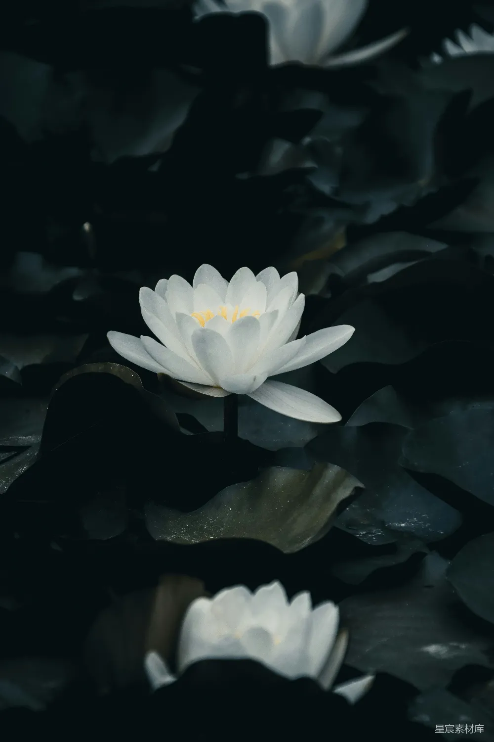 高清摄影 自然 水中的一朵白花