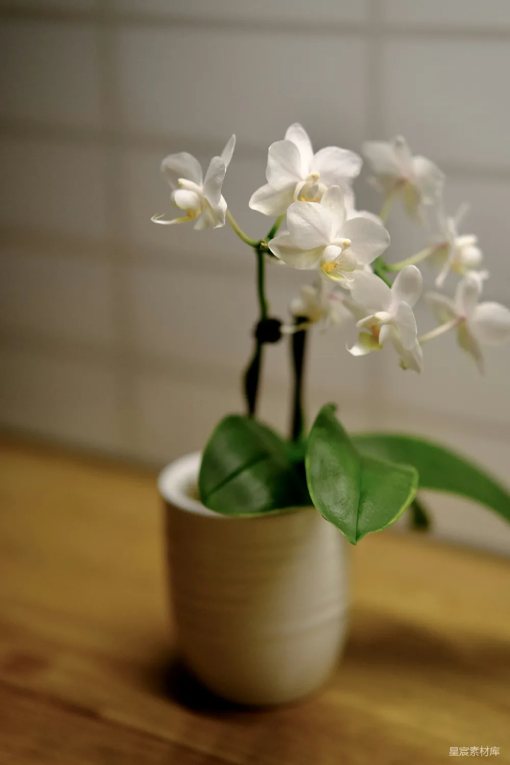 高清摄影  一只白花放在一个白色花瓶里，放在一张木桌上。