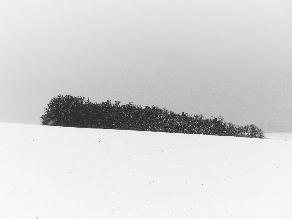 高清摄影 壁纸 实验性 自然 一张黑白照片，显示了一片覆盖着雪的田野。