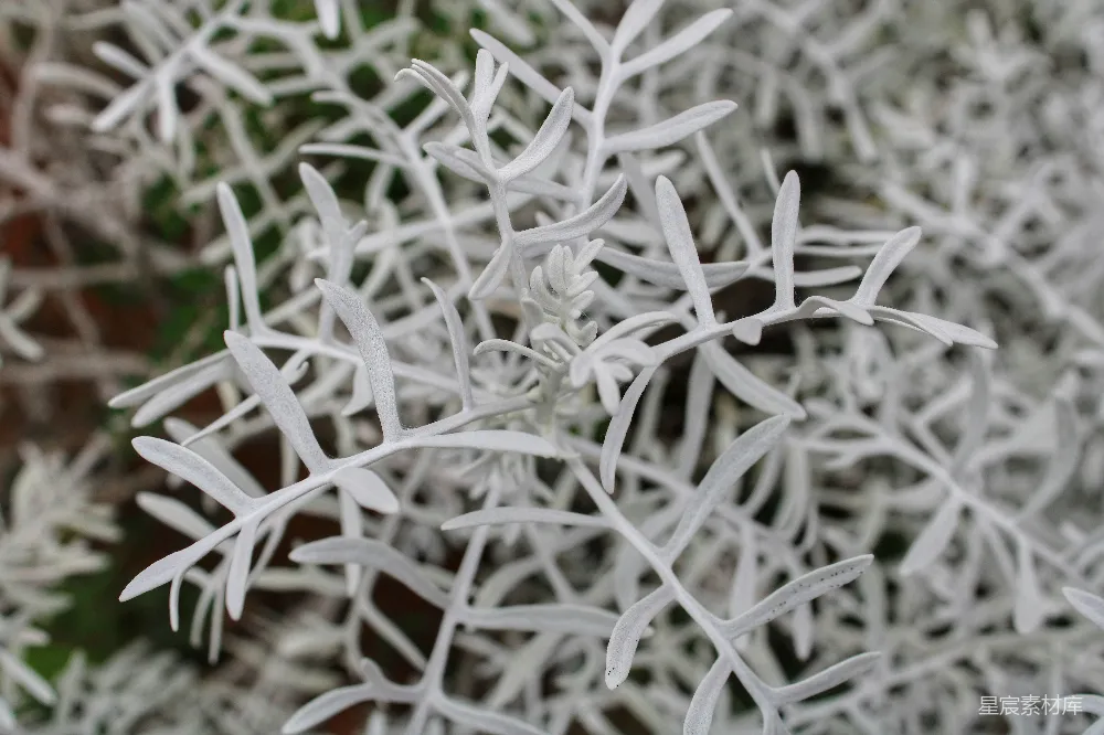 高清摄影  砖墙上的一片雪花的特写