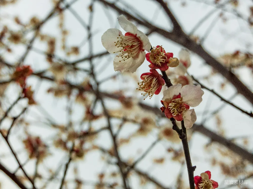 高清摄影  一枝上面有白花和红花的枝条