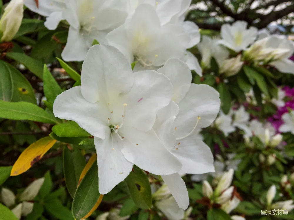 高清摄影  一棵树上的白色花朵特写