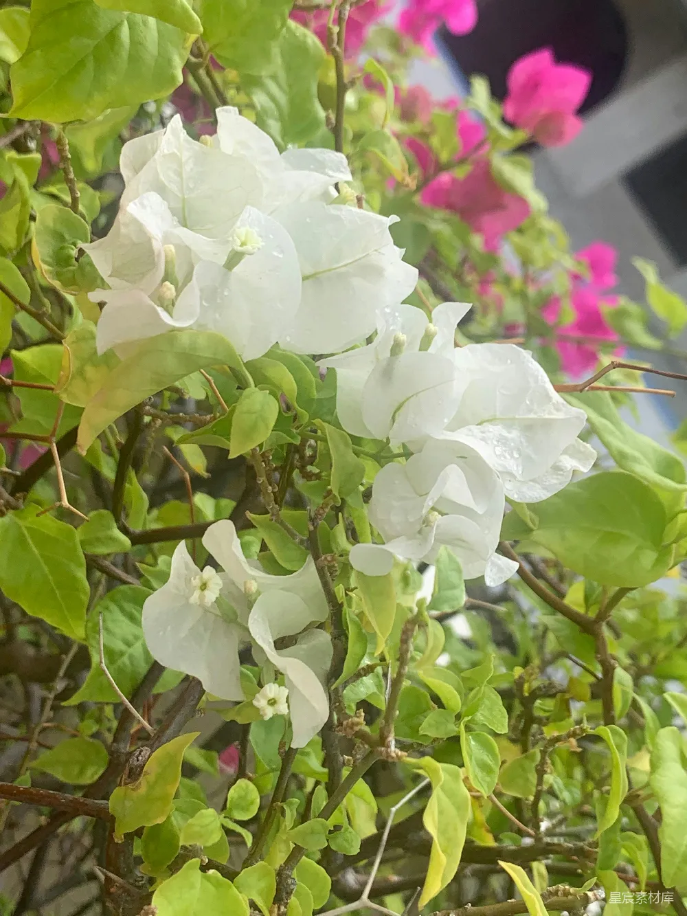 高清摄影  一朵白花的特写