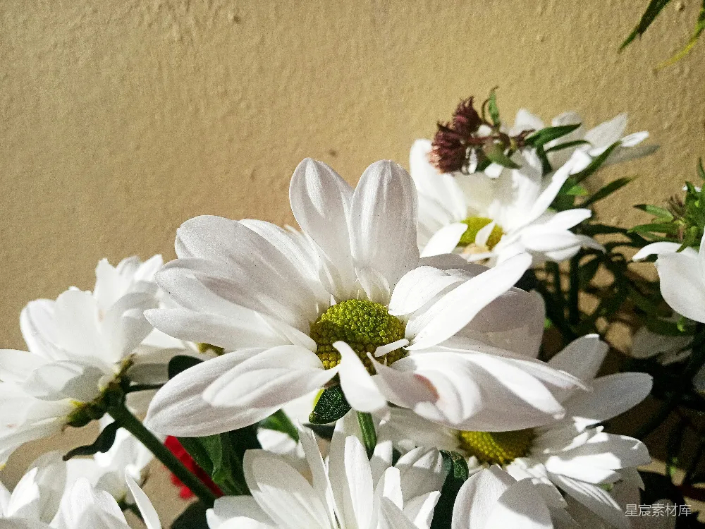 高清摄影  一堵墙旁边摆放着一盆白花的花瓶。