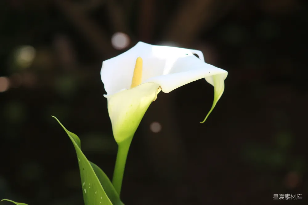 高清摄影  带绿叶的白花
