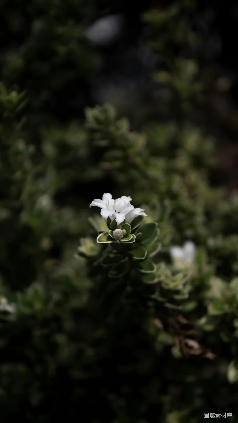 高清摄影  一朵小小的白花坐落在树顶上。