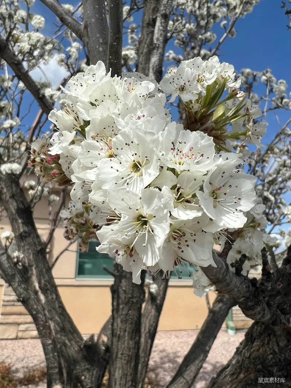 高清摄影  一座建筑前有一棵开满白色花朵的树。