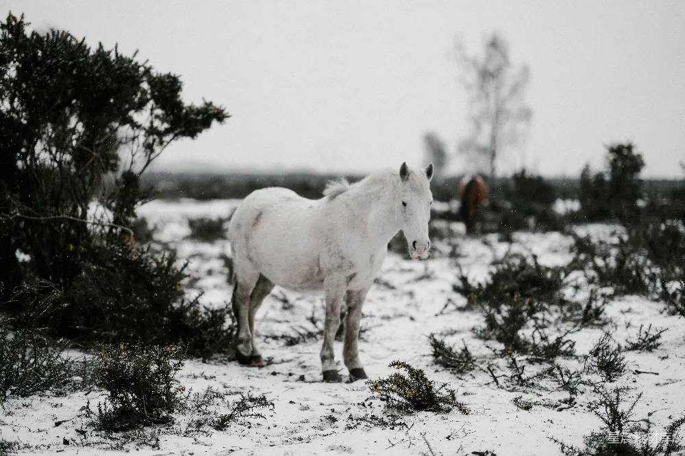 高清摄影  白马站在积雪覆盖的地板上