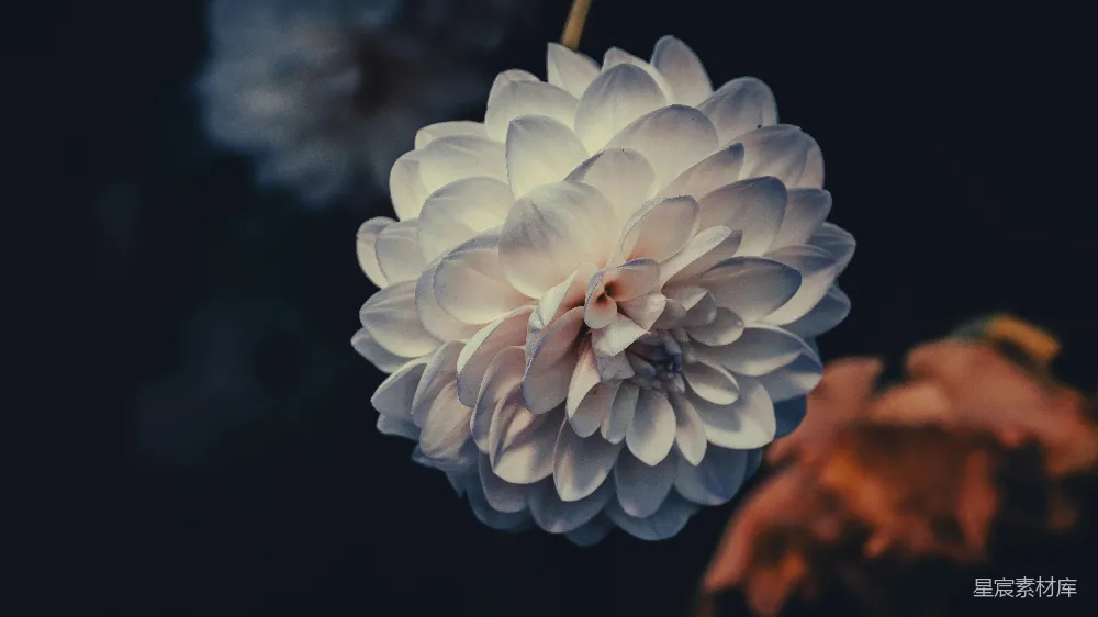 高清摄影  一朵白花垂挂在枝头。