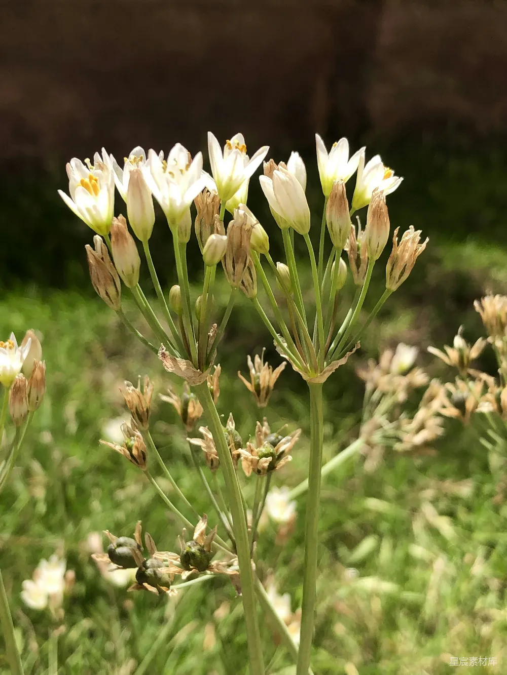 高清摄影 自然 一些花的特写。