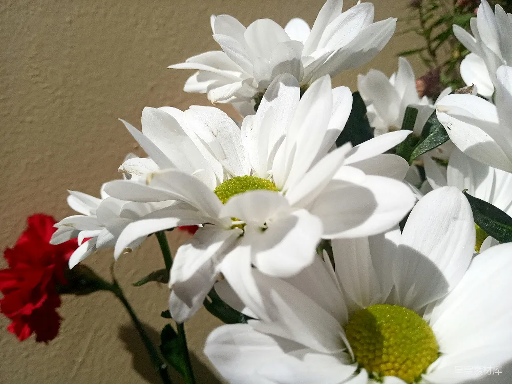 高清摄影  一个装满白红花朵的花瓶