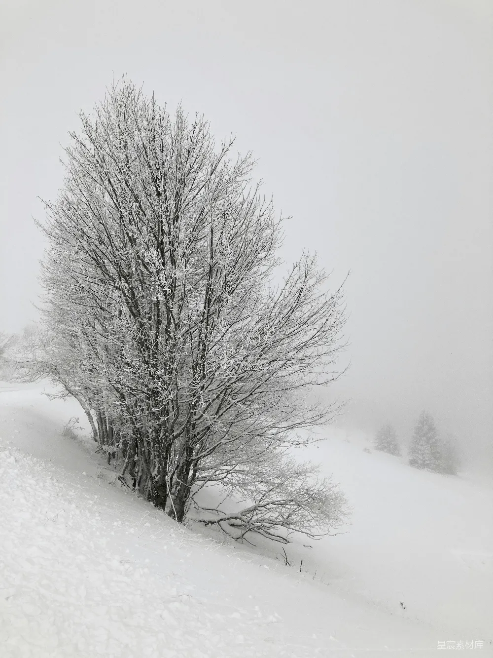 高清摄影  一片雪地中央的一棵孤树