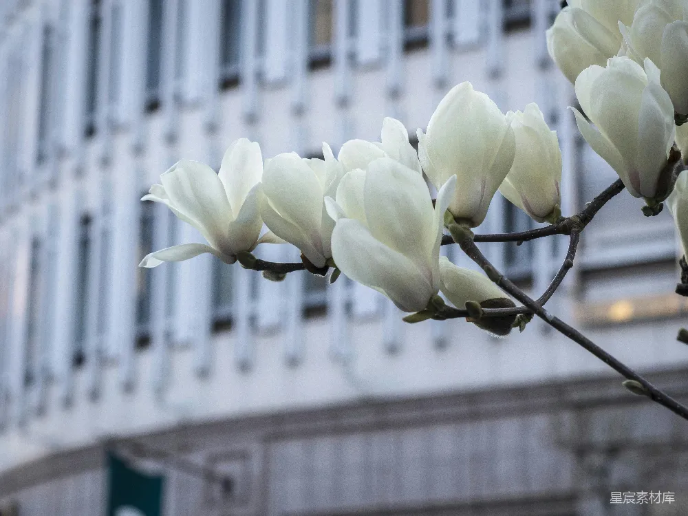 高清摄影  一株开有白色花朵的树枝在建筑物前。