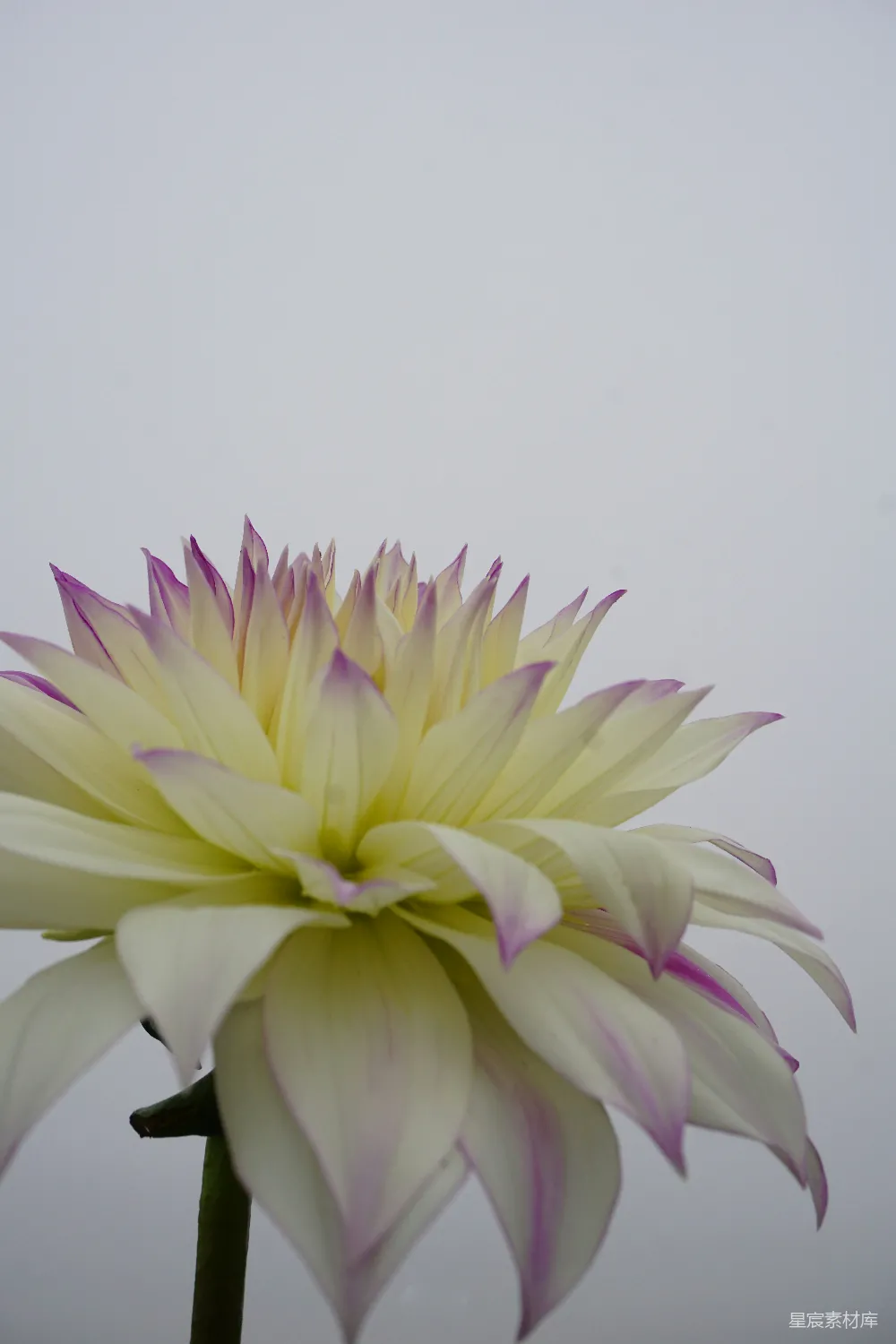 高清摄影 自然 白紫相间的花在特写摄影中