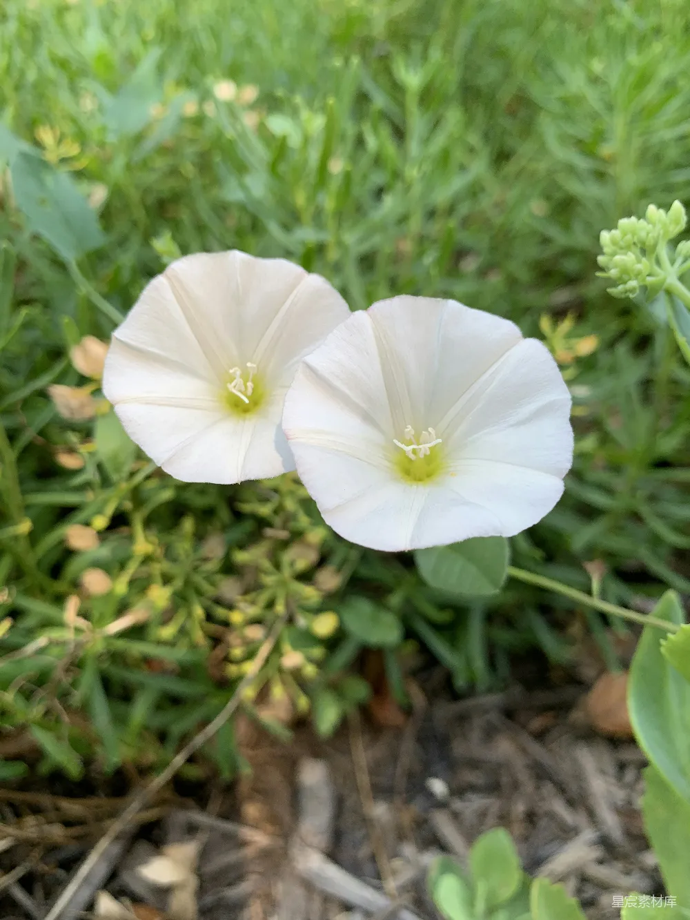 高清摄影  几朵白色的花