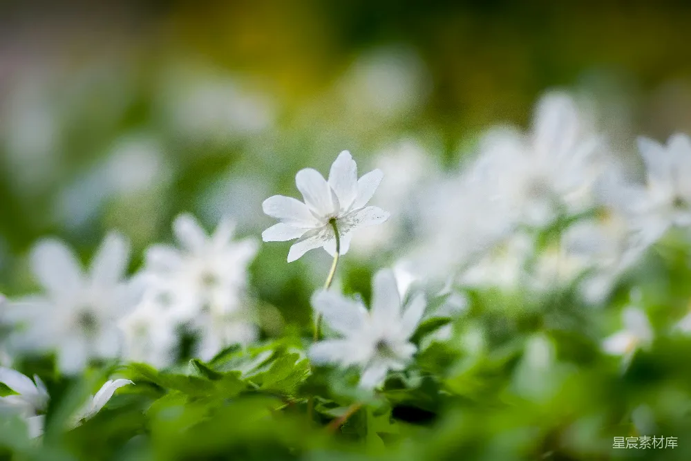 高清摄影  白花瓣的花