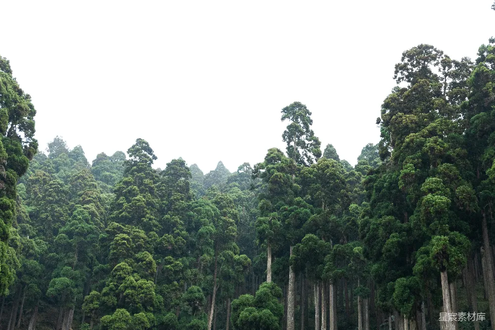 高清摄影  茂密的绿树向着天空伸展。