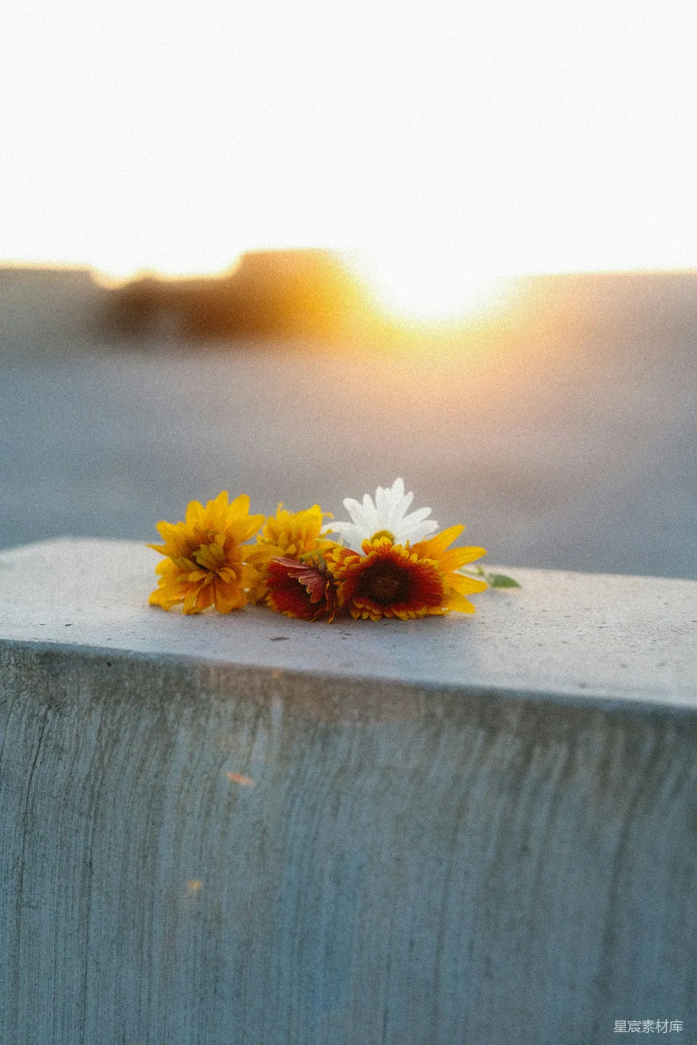 高清摄影  夕阳西下，花朵静置在墙上。