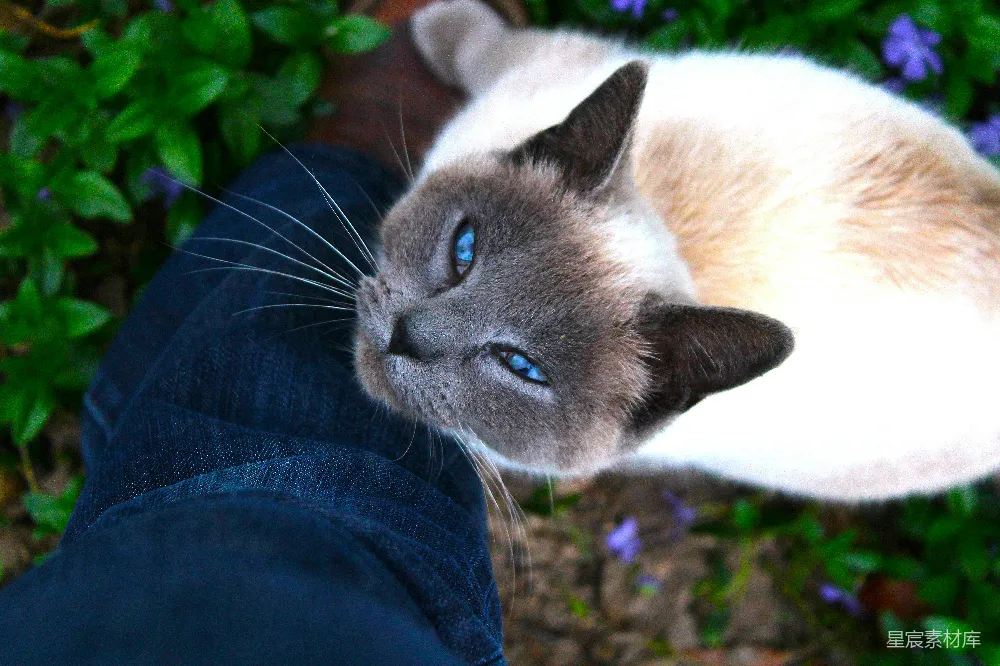 高清摄影  一只蓝眼睛的猫正依偎在一条腿上。