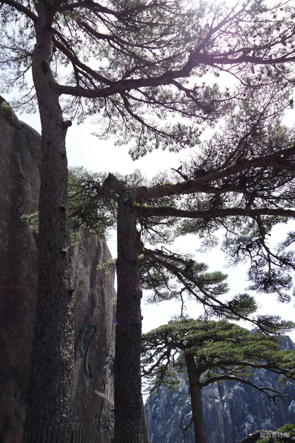 高清摄影  高大的树木环绕着岩石山。