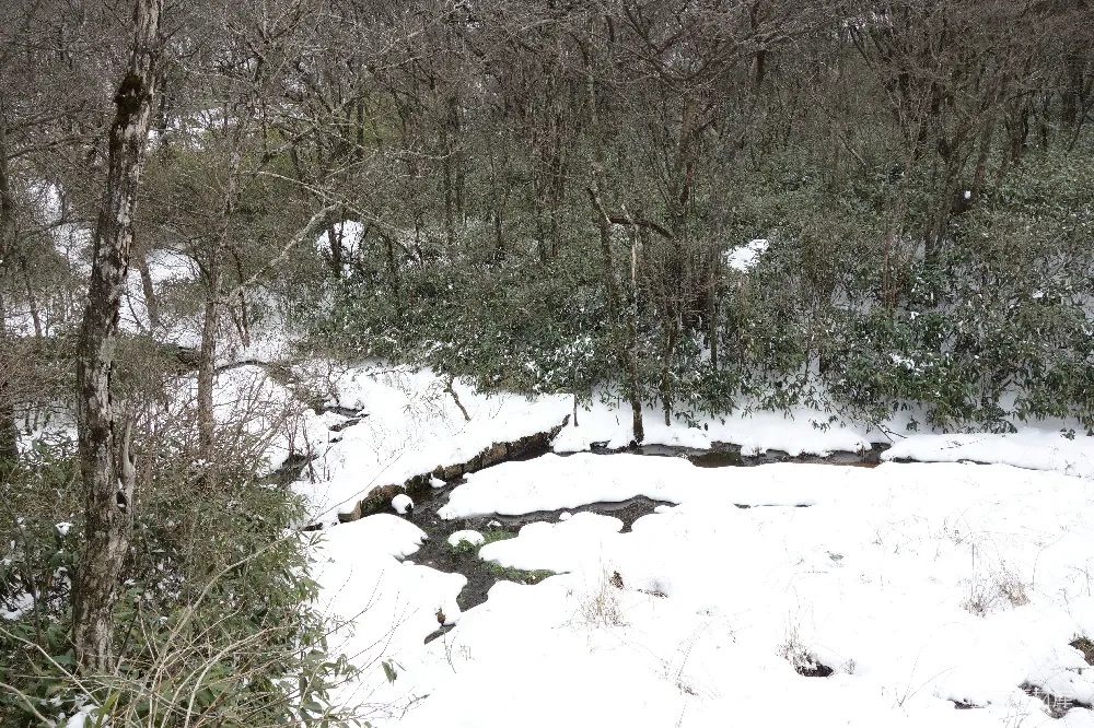 高清摄影  雪覆盖了森林，溪流潺潺。