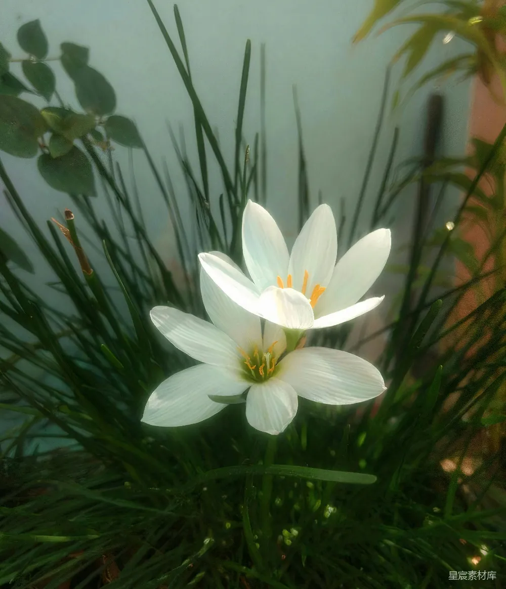 高清摄影  两朵白色的百合花在绿草丛中绽放。