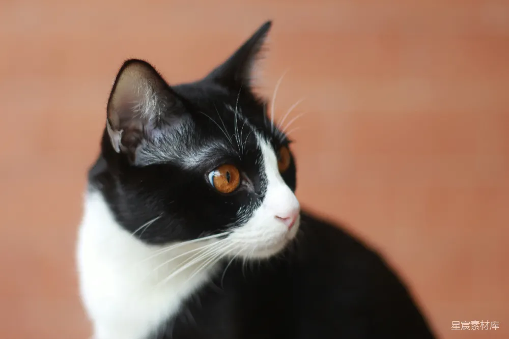 高清摄影  一只黑白相间、眼睛为橙色的猫转头看别处。