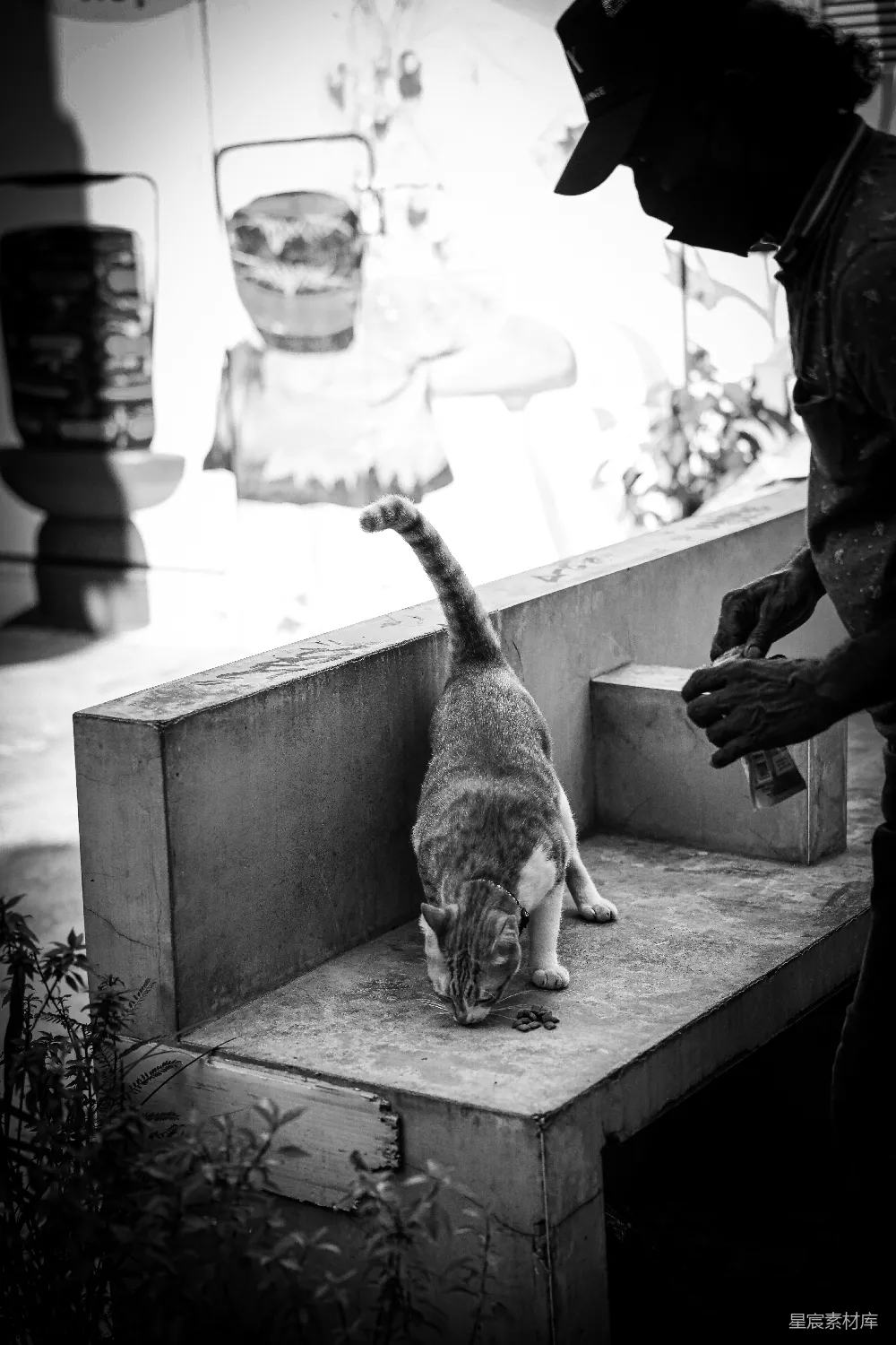 高清摄影  一个男人用刀喂猫