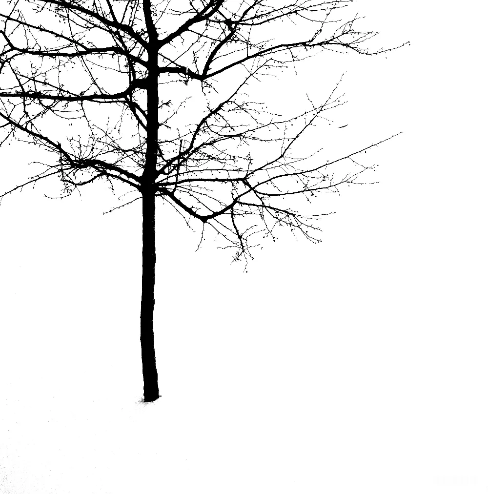 高清摄影  在雪中的一棵光秃秃的树