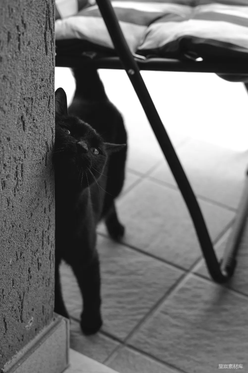 高清摄影  一只黑猫从角落处窥视。