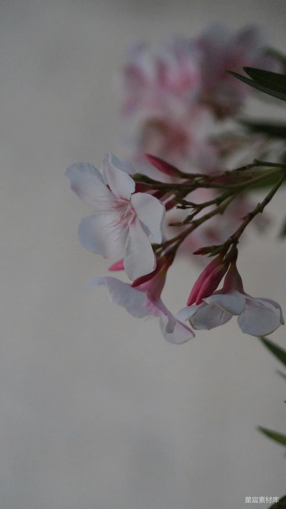 高清摄影 壁纸 自然 一枝粉红色花朵的特写照片。