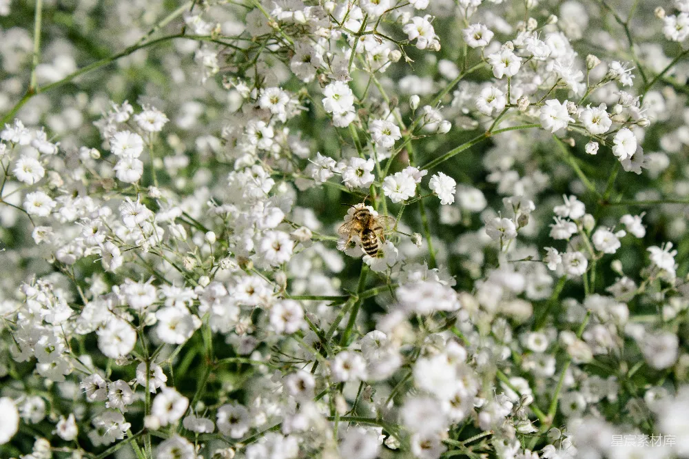 高清摄影  一只蜜蜂在一朵花上