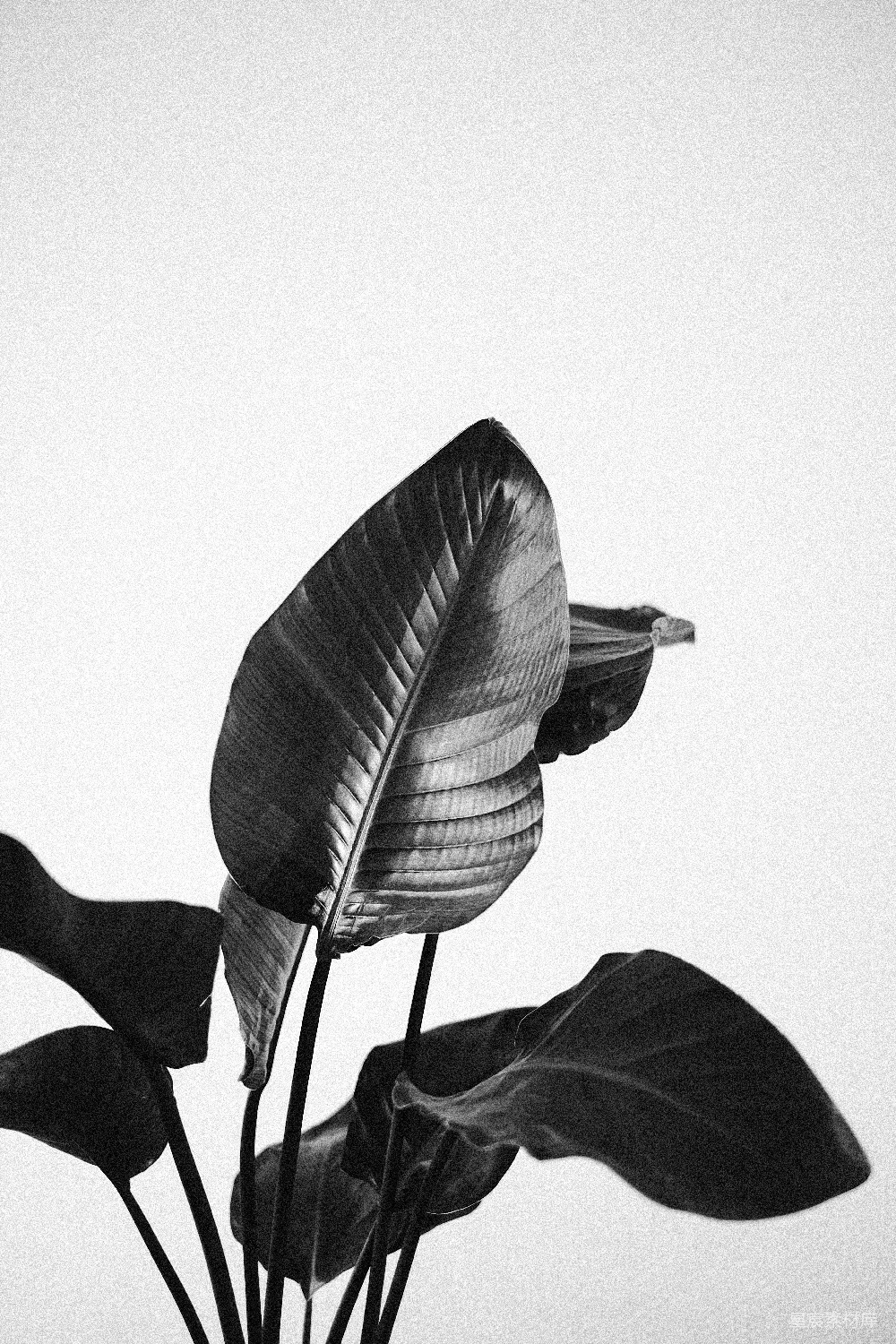 高清摄影 壁纸 实验性 自然 一张黑白照片，展示了一株植物插在花瓶中的场景。